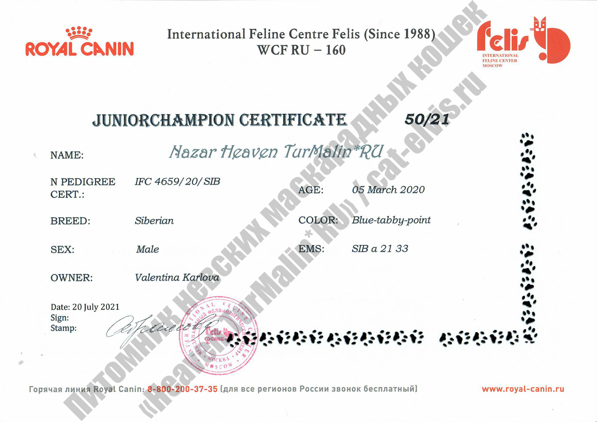 Сертификат на Чемпиона Юниора