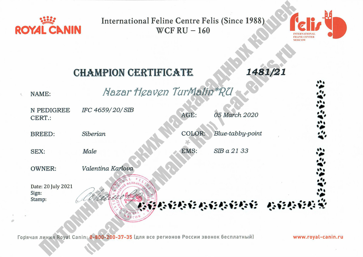 Сертификат на Чемпиона