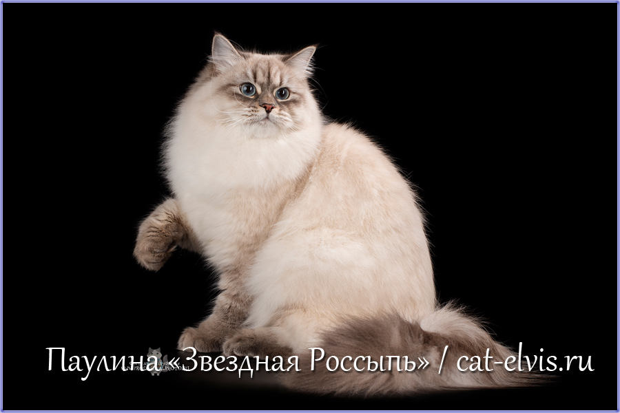 Невские маскарадные вязка