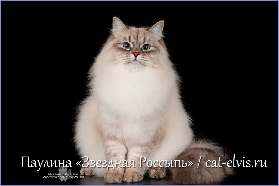 Невские маскарадные вязка