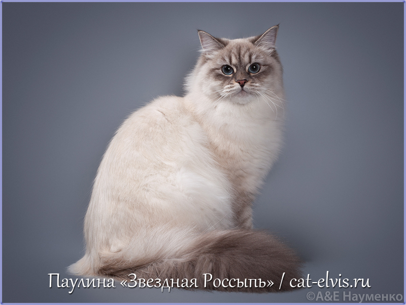 Невские маскарадные вязка