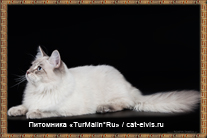 Невские маскарадные вязка